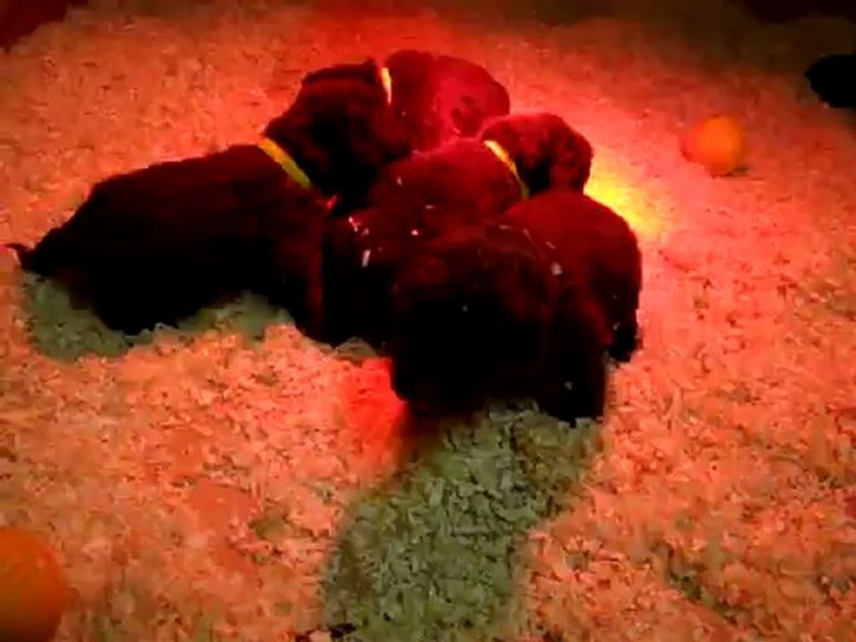 chiots terre neuve de l'élevage de VALOYAN