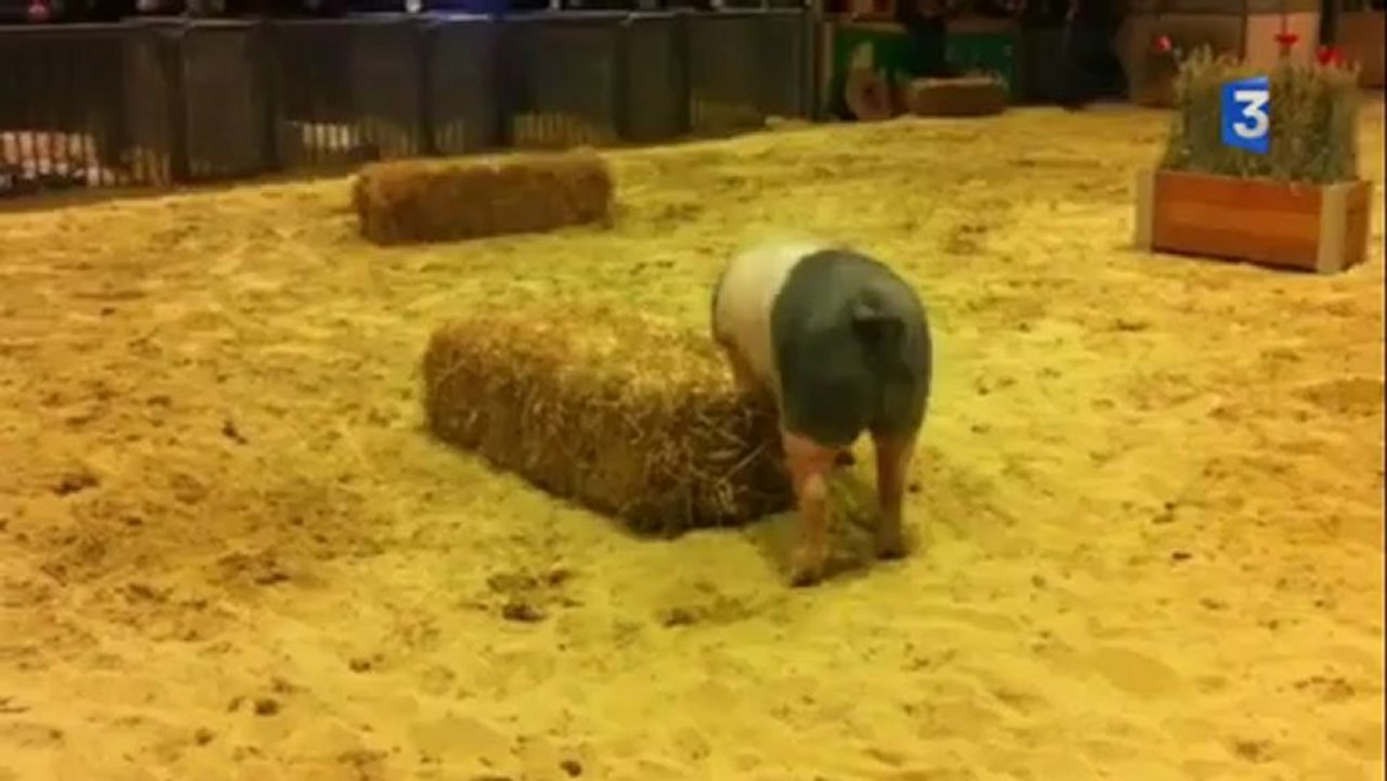 SIA 2013 : Un cochon se gratte en représentation