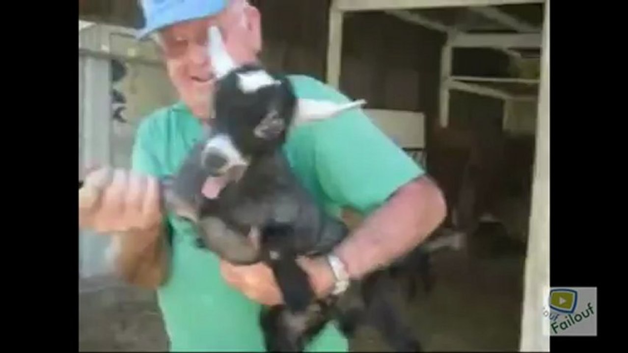 Screaming goat/chèvre qui hurle best and hilarious compilation !