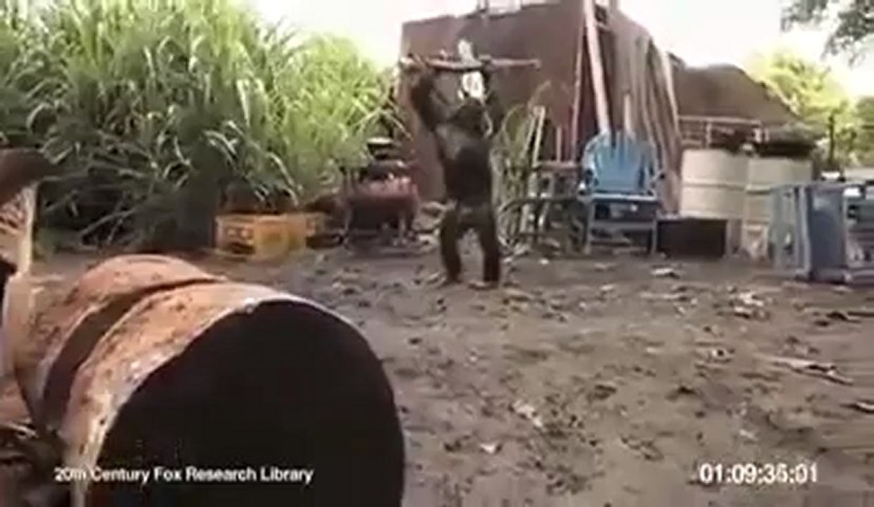 monkey funny مش هاتصدق