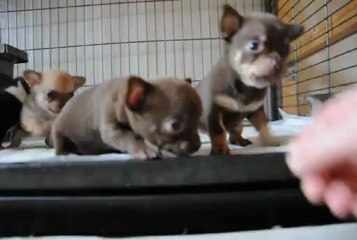 chiot fair lady 1 mois