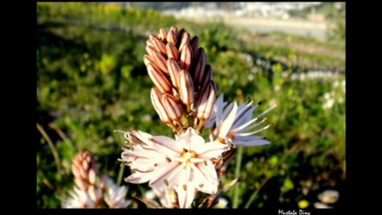 Gel Esmerim - Salvatore Adamo (by. Mustafa Dinç)