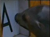Rio: El leon marino inteligente