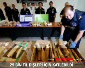 25 bin fil dişleri için katledildi