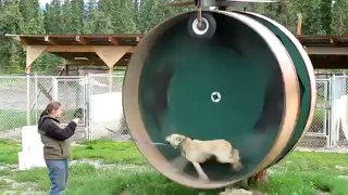 Une roue de hamster pour chien