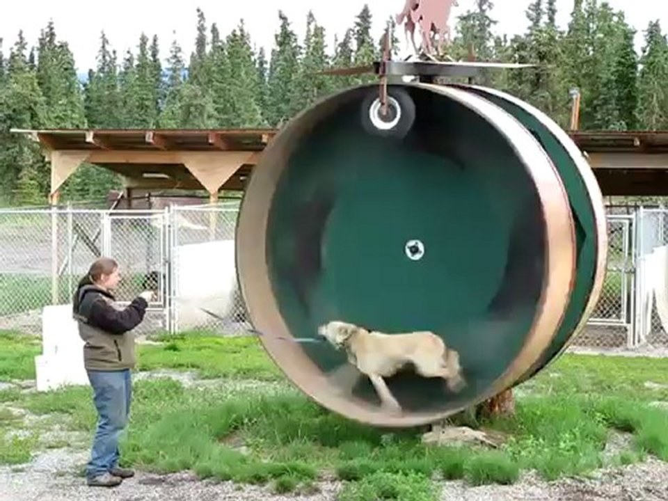 Une roue de hamster pour chien