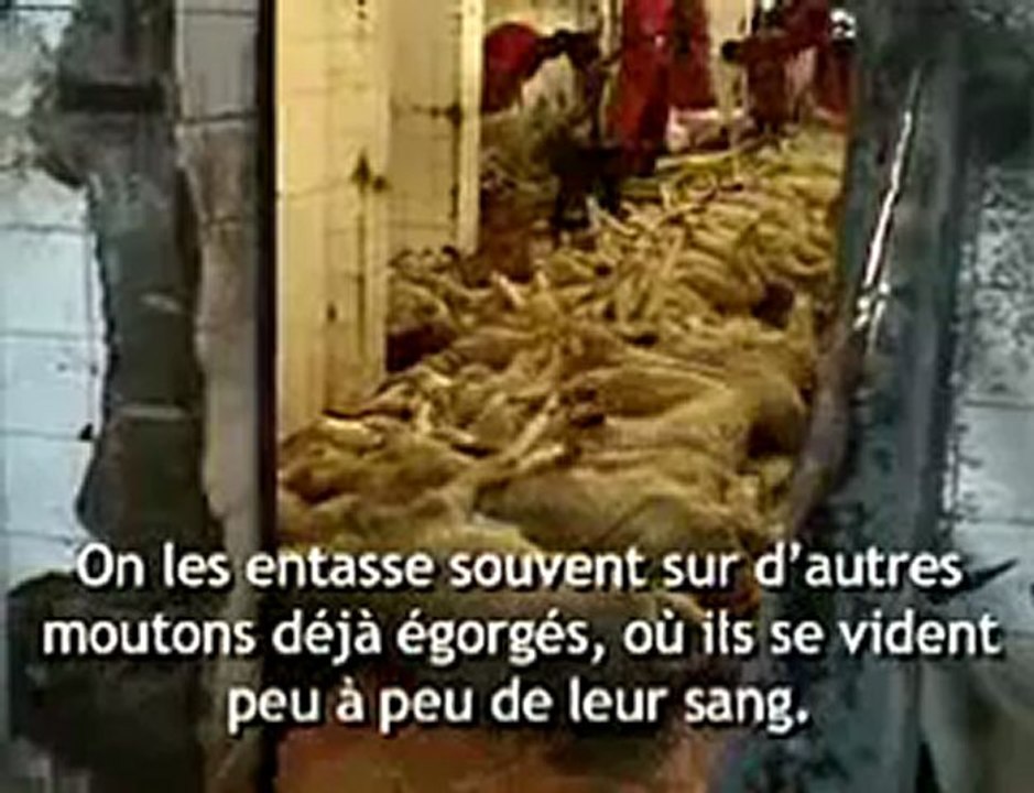 Pink - La laine de mouton