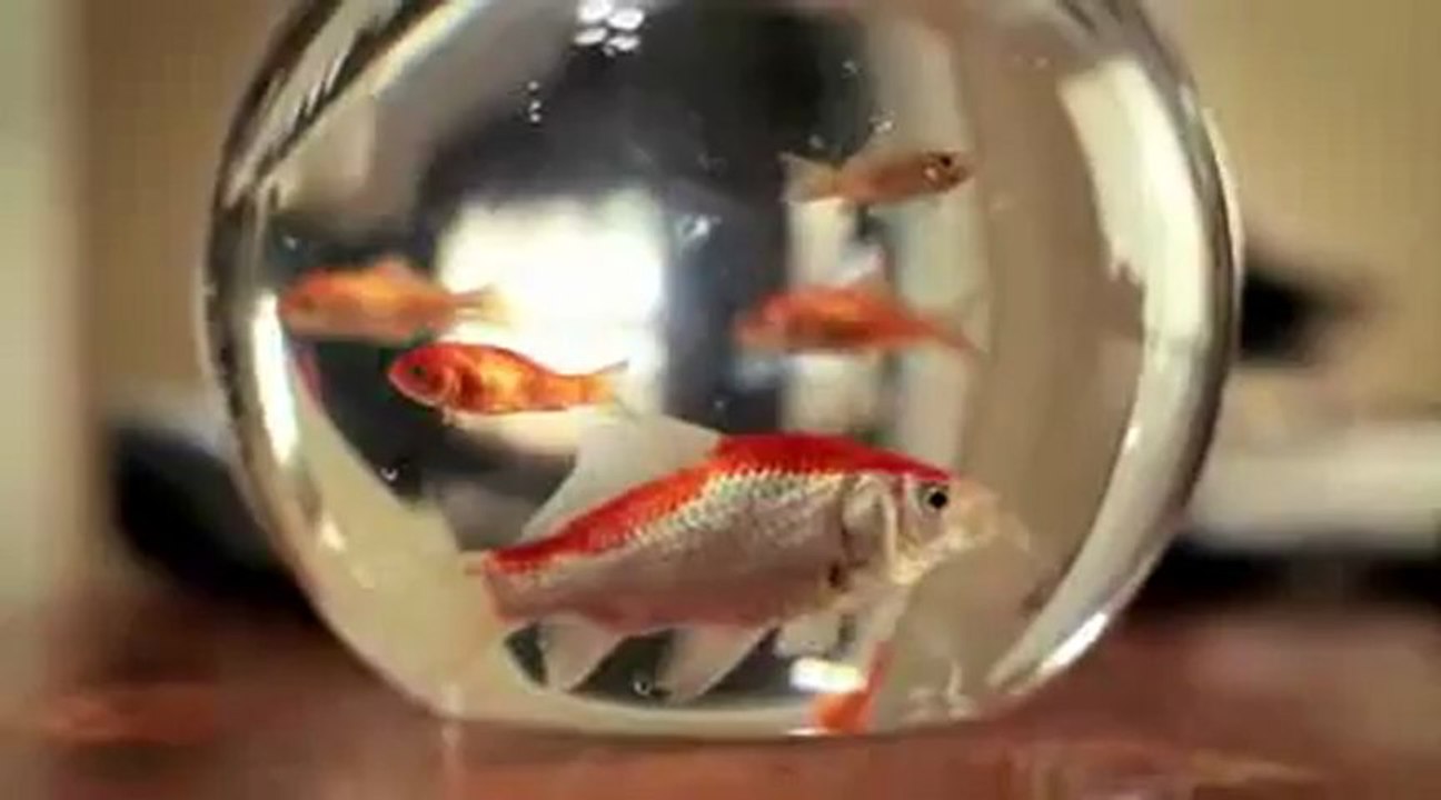 Jedi Kitten with the Force.