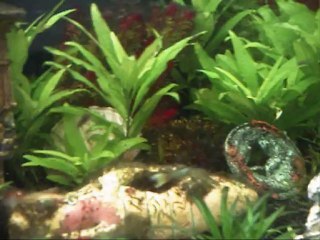 aquarium eau douce