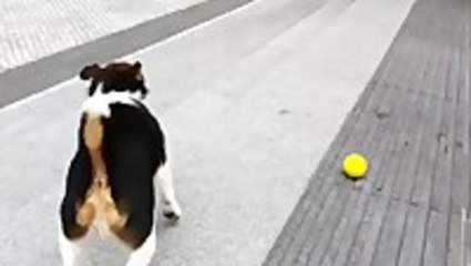 Clever Dog Plays Fetch With Himself