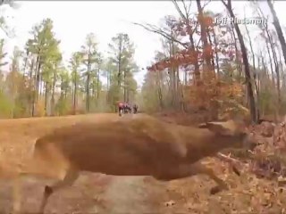 Ciclista cae al suelo tras ser "atropellado" por un venado