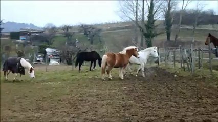 poneys au pré