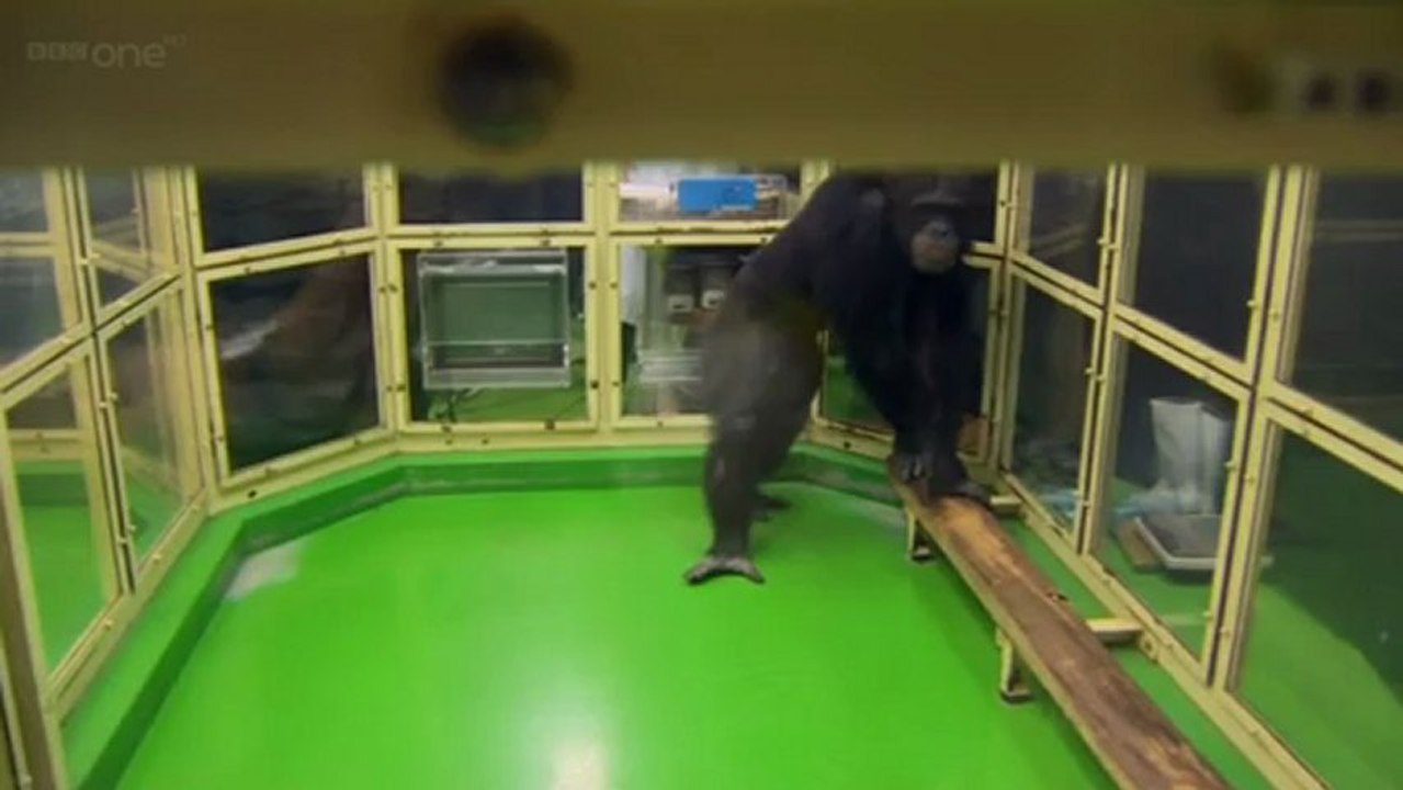 monkey