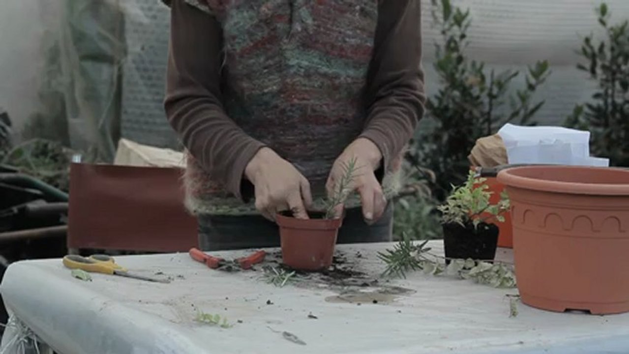 x HB-2 : Préparer les boutures de romarin Paris