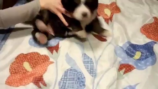 bébé turquoise(1 mars)