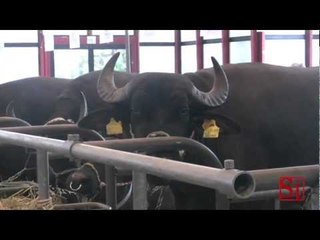 Napoli - Agro sud 2013 alla mostra d'oltremare (01.03.13)
