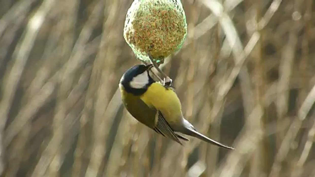 Fast- food pour une mesange