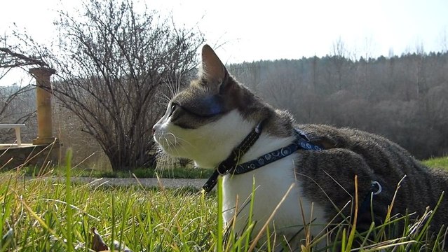 Mon Grisou n'est pas un chat,mais une petite vache qui broute