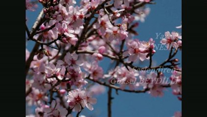Aziz Nesin  - Arkadaşım Badem Ağacı