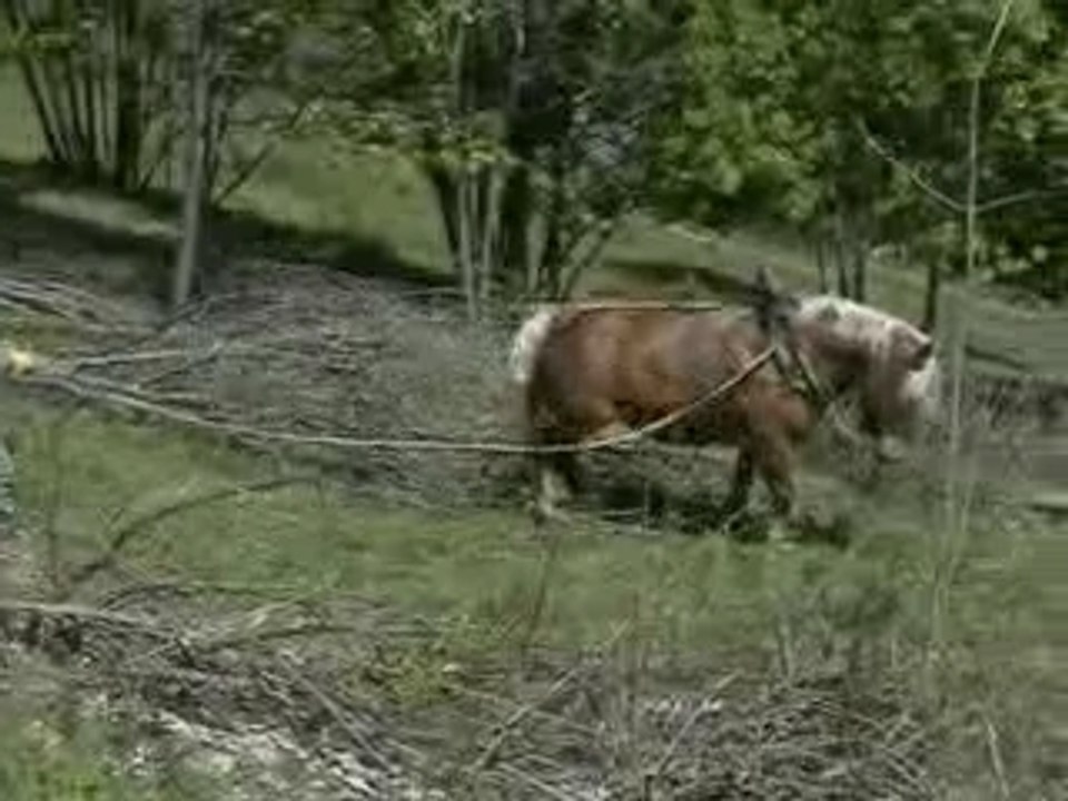 Tirer le diable par la queue