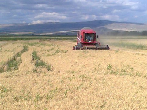 2012 BUĞDAY HASATI