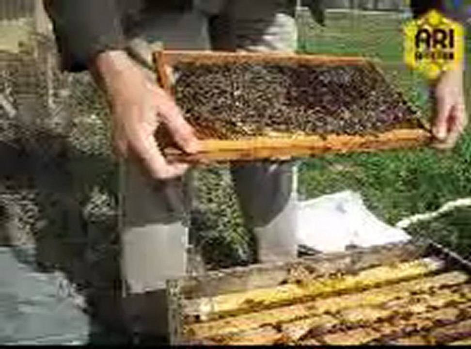 3 Nolu Ana Yok, 2013 Ana Arı Görev Başında