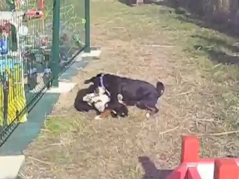 Houba, bouvier d'Appenzell à l'école du chiot le 2 mars 2013