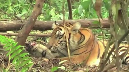 Al rescate de las especies