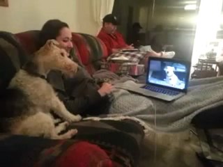 Dois cães “falam” pelo Skype