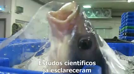 O Que Veio Antes - Legendado
