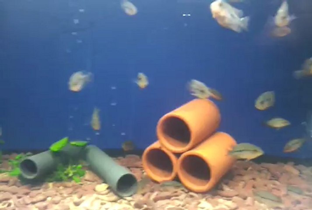 video-2013-03-03-03-29-39