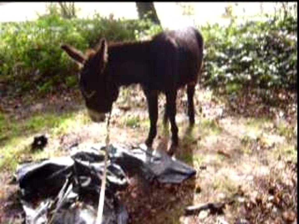 randy et la bache1