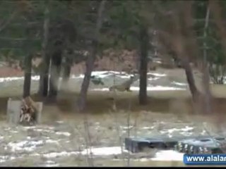 مشاهد مثیرة لعملیة انقاذ غزلان علقت وسط الجلید