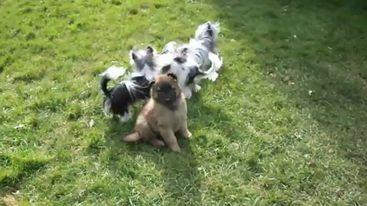 biewer yorkshire terrier et bébé tervueren 10