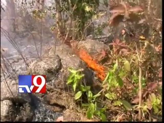 Contractors destroying the Pocharam forest