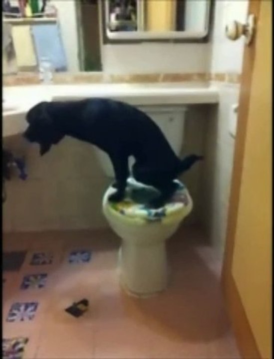 Un chien bien éduqué