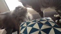 Deux chats s'adorent - Chaton lèche un chat