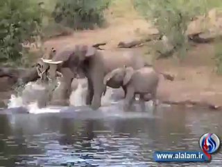 شاهد كيف تخلص الفيل من فكّي التمساح