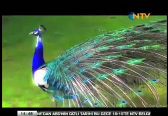 Huma Kuşu Eda Karaytuğ