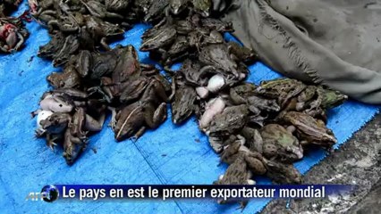 Les grenouilles d'Indonésie menacées par l'appétit des Français