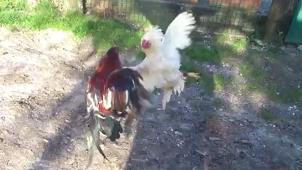 coqs a envoyer pour steven de METZ