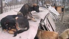 Ville Shelter