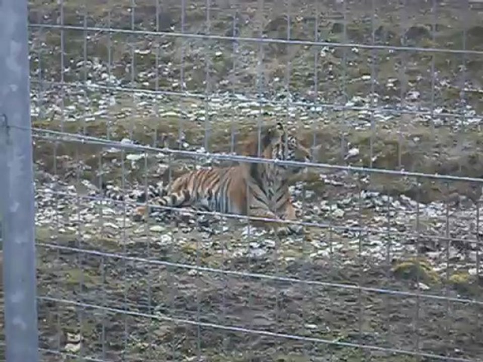 mamie josette & the tiger