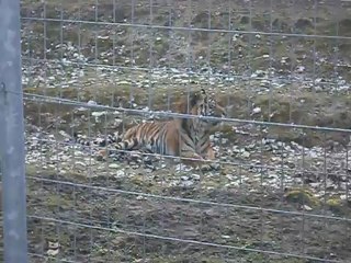 mamie josette & the tiger