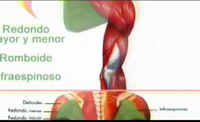 Ejercicio de musculación - Remo con peso libre