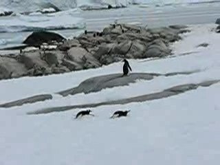 antarctique-pleneau-island-pingouins