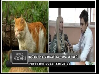 KONUS KOCAELI HAYVAN SN