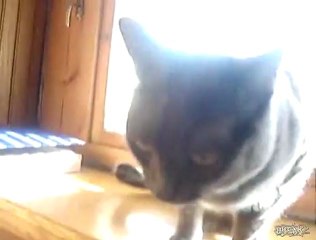 Chat qui fait miam-miam