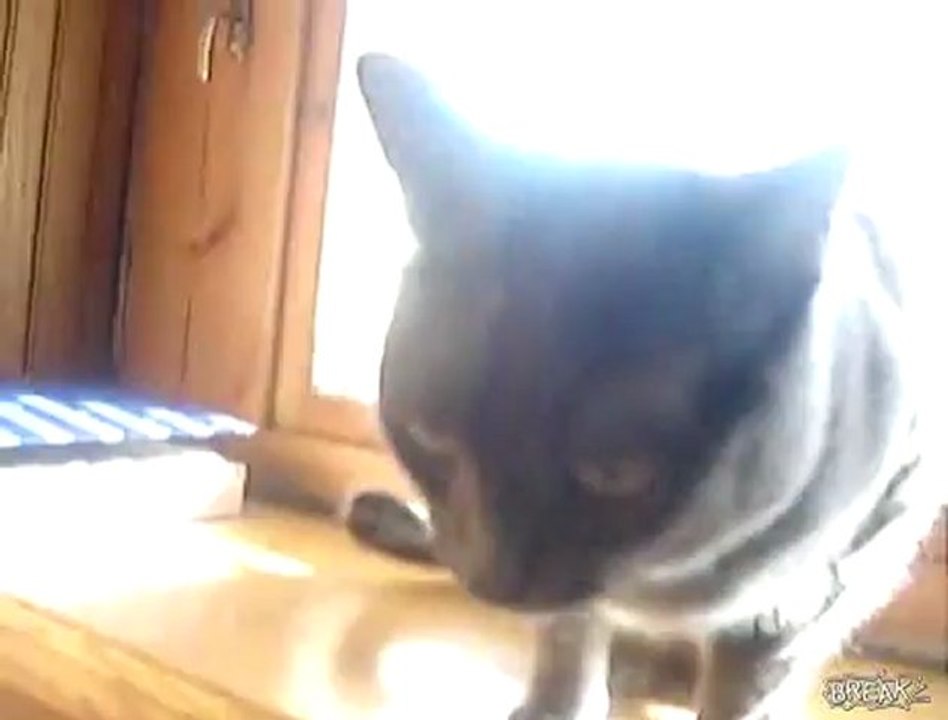 Chat qui fait miam-miam