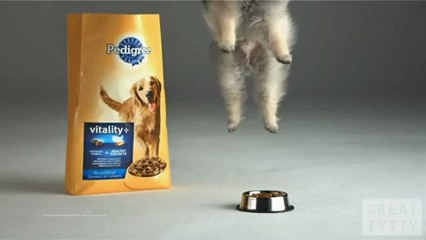 Du chien au ralenti et de la croquette